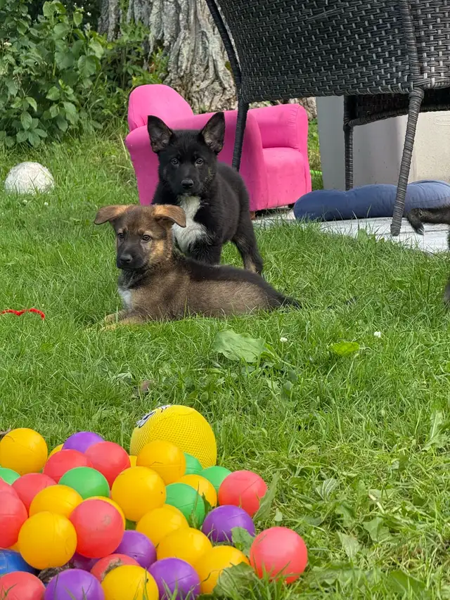 German Shepherd puppies in Dogs & Puppies for Rehoming in Ottawa - Image 7