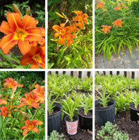 Tawny Hemerocallis, Mature plants for sale or exchange
