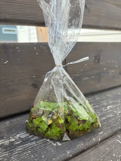 fresh water plants for aquariums of all sizes. Grows fast!, View more