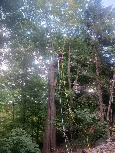 Tree removal and care, View more
