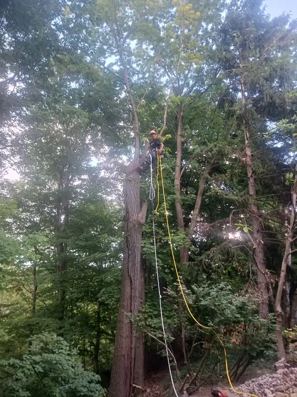 Tree removal and care