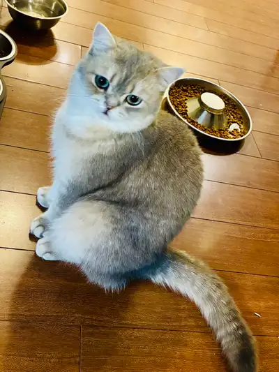 The CUTEST TICA-Registered Kitty  for Adoption, View more