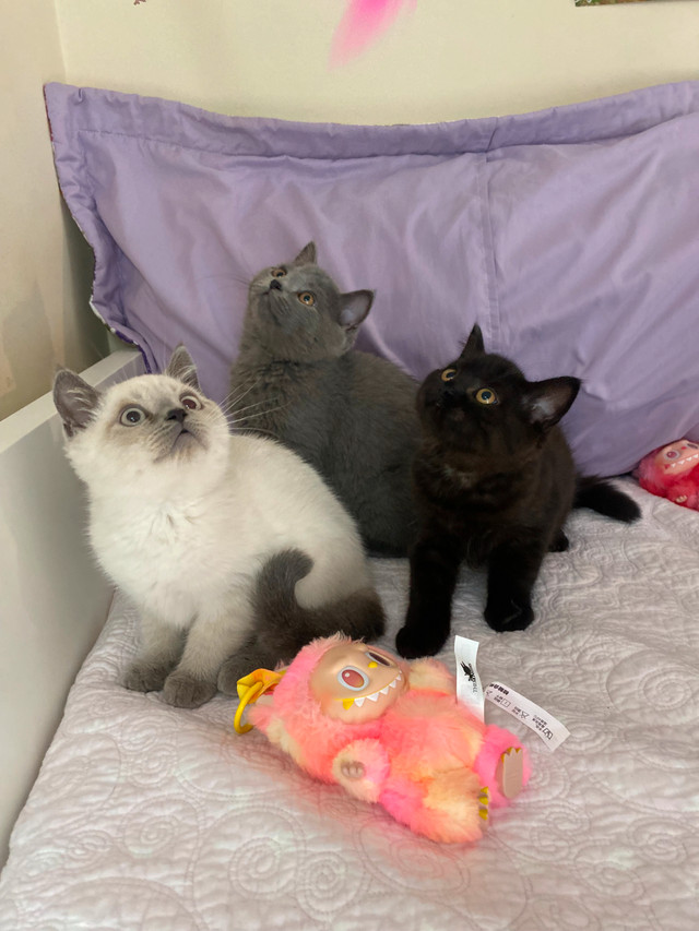 Purebred Scottish Straight/Fold Kittens Ottawa in Cats & Kittens for Rehoming in Ottawa - Image 2