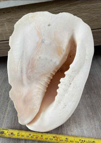 Large decorative conch shell