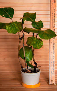 Indoor Plant: Coccoloba, Sea Grape