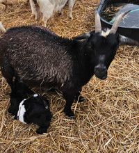 Fainting Goat/Pygmy Mixes - Mother and Two Bucklings 