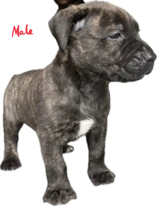 Belgian Mal x Puppies for sale in Dogs & Puppies for Rehoming in St. Catharines - Image 2