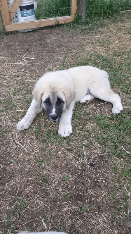 Kangal/Pyrenees Puppies - 3 left | Dogs & Puppies for Rehoming ...