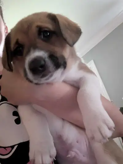 2 mixed male puppies ready for their forever homes, View more