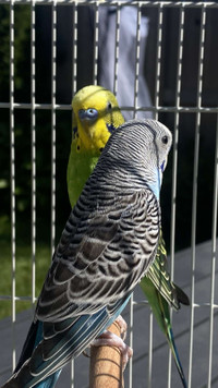 Selling Two Male Budgies 