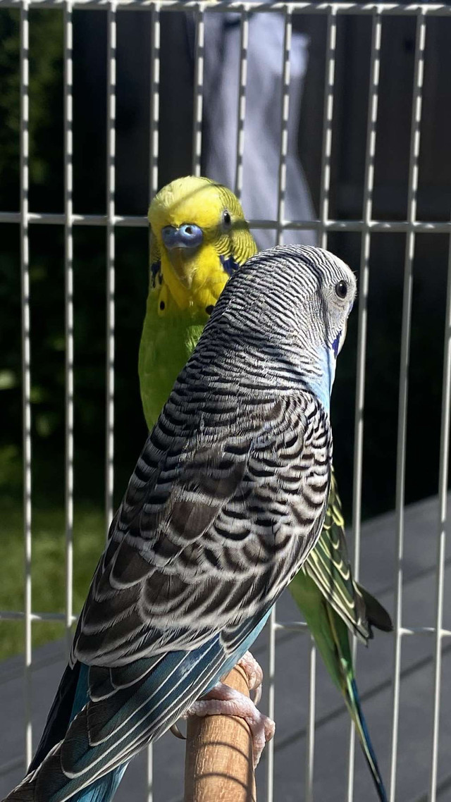 Selling Two Male Budgies  in Other in City of Toronto