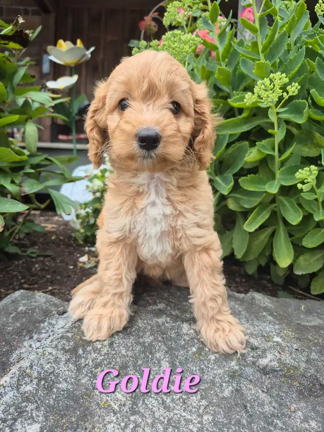 BEAUTIFUL COCKAPOO PUPPIES!!! in Dogs & Puppies for Rehoming in Kitchener / Waterloo - Image 3