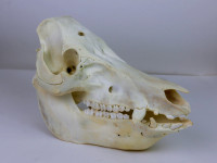 Boar (Domestic Pig) Skull