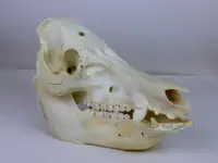 Boar (Domestic Pig) Skull