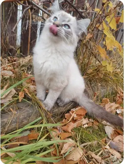 Kittens for sale, View more