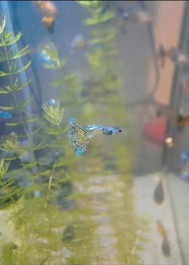 Snake Skin Guppies in Fish for Rehoming in Oakville / Halton Region - Image 3