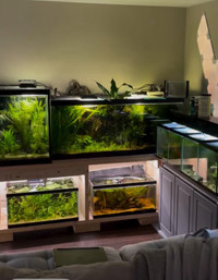 FISHROOM CLEARANCE SALE - EVERYTHING MUST GO!