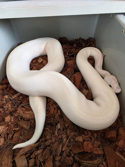 *Picky Eater* Very nice Adult Fire Ivory het Clown Male, incredible personality, very calm, is very...