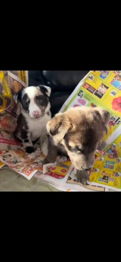 Mom is a sheppard bremese and dad is a lab border collie mix. Absolutely beautiful dogs. Please text...