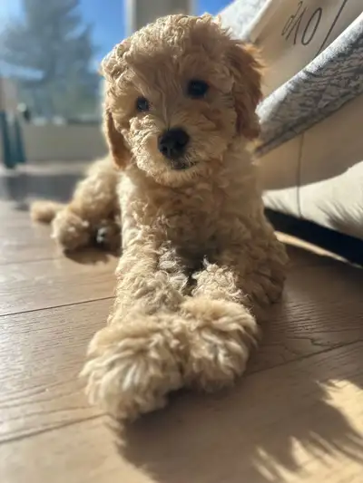 Meet this adorable little fluffball puppy! ✨He is potty trained . He has very polite personality. Mo...