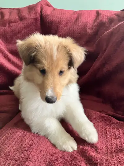 Rough collie puppies CKC registered, View more