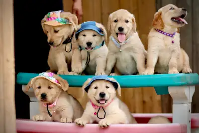 Golden retriever puppies , View more