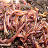 compost worms / red wrigglers