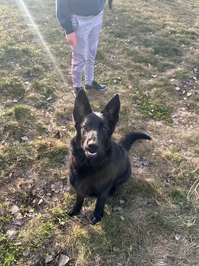 Pure bred German shepherd, View more