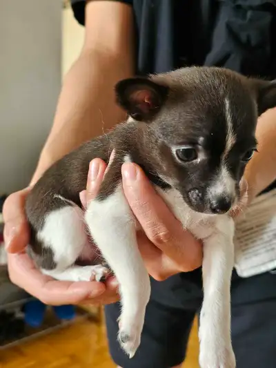 Cute Puppies , View more