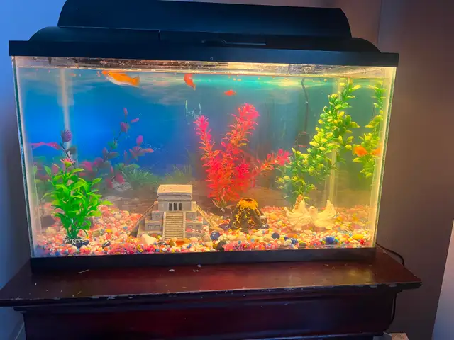 Fisha tank in Accessories in Mississauga / Peel Region - Image 2