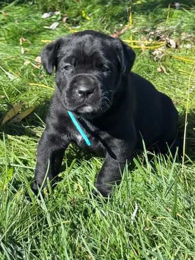 NORTHERN EMPIRE CANE CORSO – PUPPIES HAVE ARRIVED!!! Northern Empire is excited to welcome our beaut...