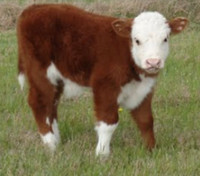 Baby calf