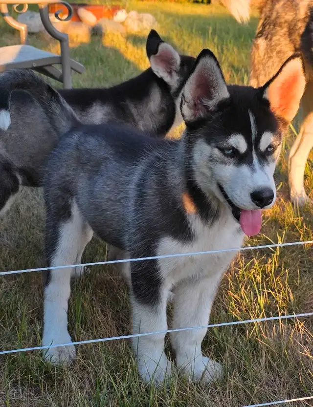 Siberian Husky Pups in Dogs & Puppies for Rehoming in Winnipeg - Image 7