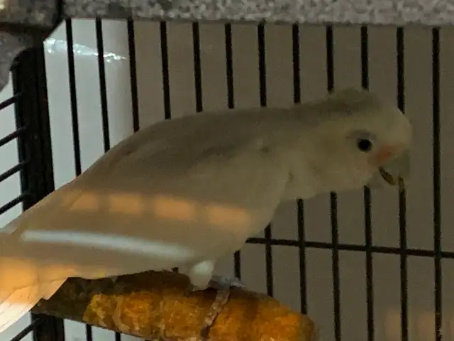 Cockatoo in Birds for Rehoming in Delta/Surrey/Langley - Image 6