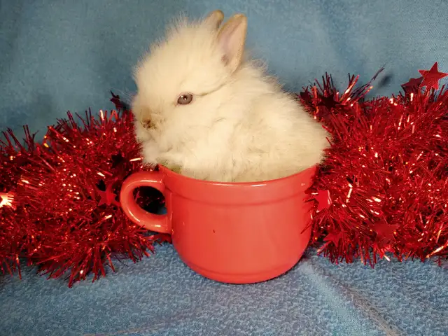 EXTRAORDINARY NETHERLAND DWARF, LIONHEAD, HOLLAND LOO BABY BUNNY in Small Animals for Rehoming in Mississauga / Peel Region - Image 11