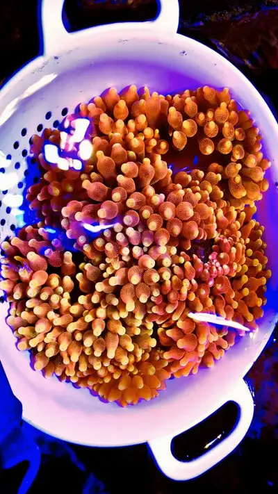 Coral Frags available ! Limited quantities of colorado sunburst anemone.