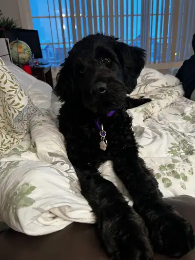 5 month female black f1 golden doodle, View more