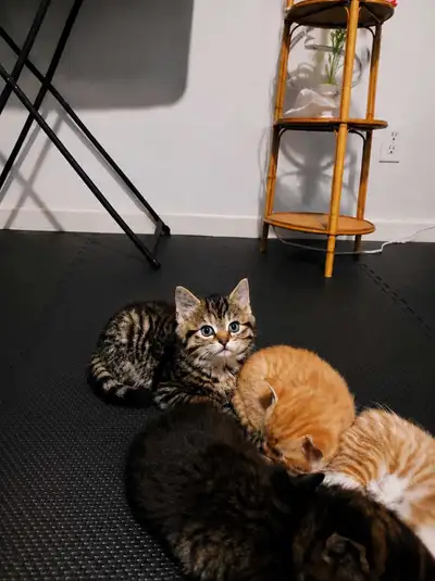 chatons a vendre prêt maintenant, View more