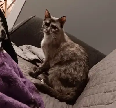 Bonjour, Nous devons malheureusement nous séparer de notre chatte d'environ 1 an et demi car notre f...