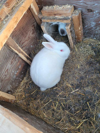 Rabbit. Red eye white new zealand 