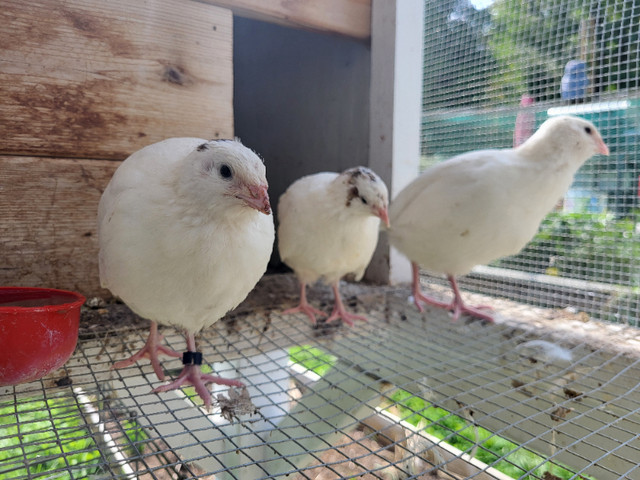 Cortunix quail in Livestock in Cowichan Valley / Duncan - Image 4