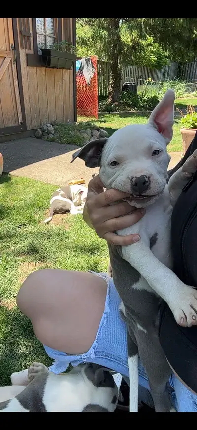 American bulldogs pure bred, View more