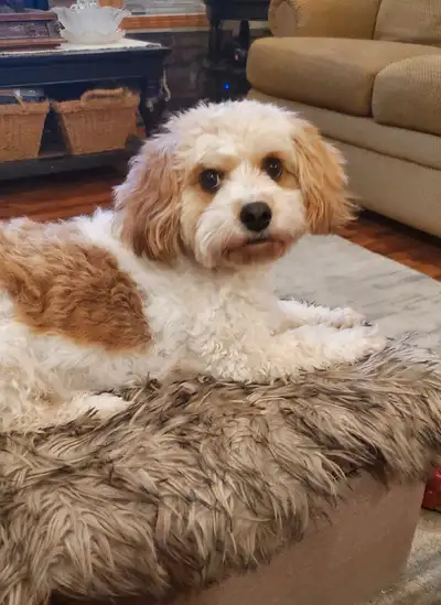 I am excited to announce that our adorable Cavachon puppies are here and ready to reserve for their...