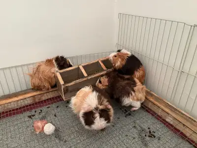 Rehoming Guinea pigs free, View more