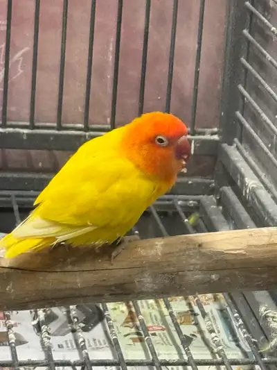 Rare red eyed Unknown gender