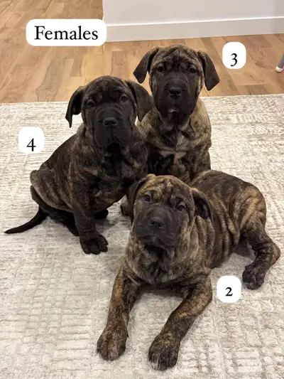 puppies Mastiff mix/ ONLY ONE FEMALE LEFT, View more
