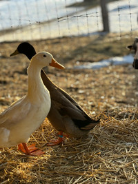 Pet Ducks 