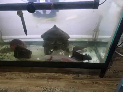 Axolotls with tank, View more
