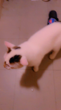 12 months old cat (Japanese bobtail) for Free