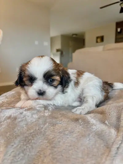 Beautiful Shitzu pups. Born March 26th the pups are ready to go May 24th weekend. All pups will have...
